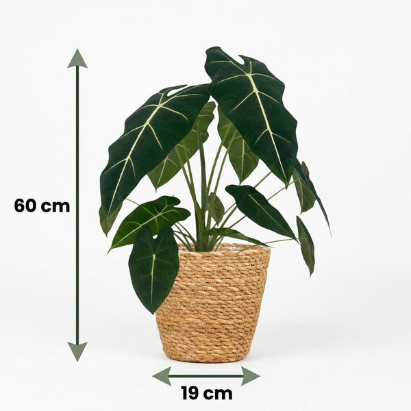 Olifantsoor - Alocasia Frydek - Ø19cm - ↕60cm