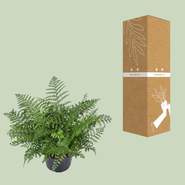 Tongvaren - Asplenium Parvati - Ø23cm - ↕55cm