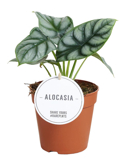 Olifantsoor - Alocasia Silver Dragon - Ø12cm - ↕25cm