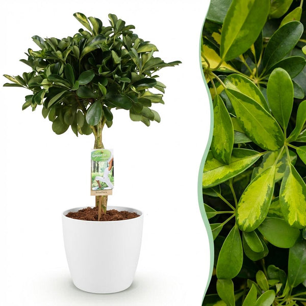 Vingerboom - Schefflera Gold Capelle - Goud - Ø21cm - ↕70-80cm