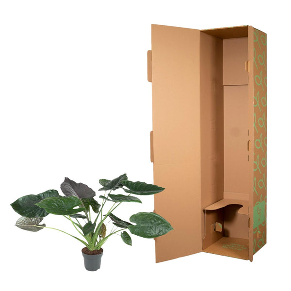 Olifantsoor - Alocasia Wentii - Ø32cm - ↕120cm