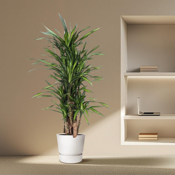 Drakenbloedboom - Dracaena Riki - Ø30cm - ↕140cm