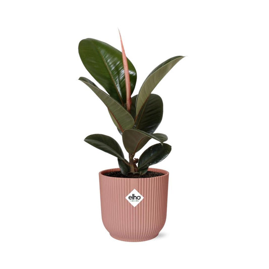 Rubberboom - Ficus elastica ‘Robusta’ - incl. Elho Vibes Fold Roze - ↕14cm