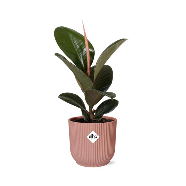Rubberboom - Ficus elastica ‘Robusta’ - incl. Elho Vibes Fold Roze - ↕14cm