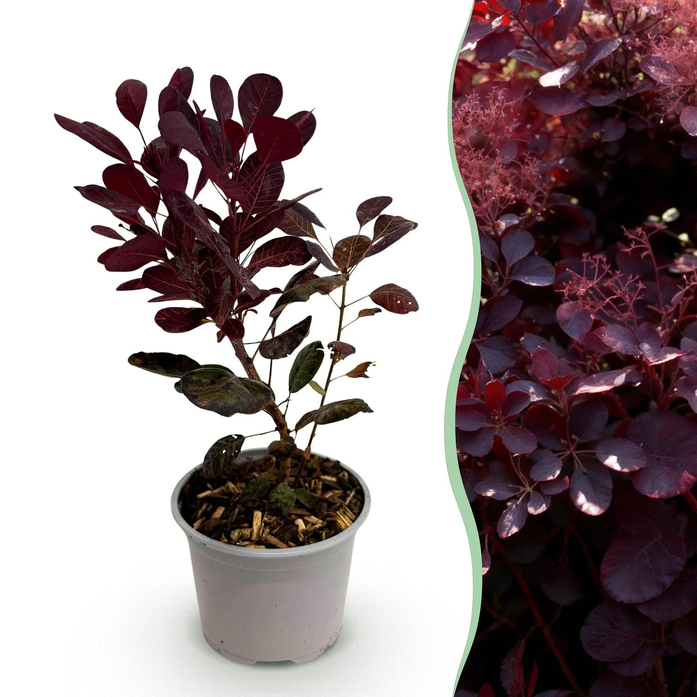 Pruikenboom - Cotinus coggygria Lilla - Ø12cm - ↕35cm