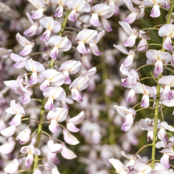 Blauwe Regen - Wisteria floribunda Rosea - Ø11cm - ↕40cm
