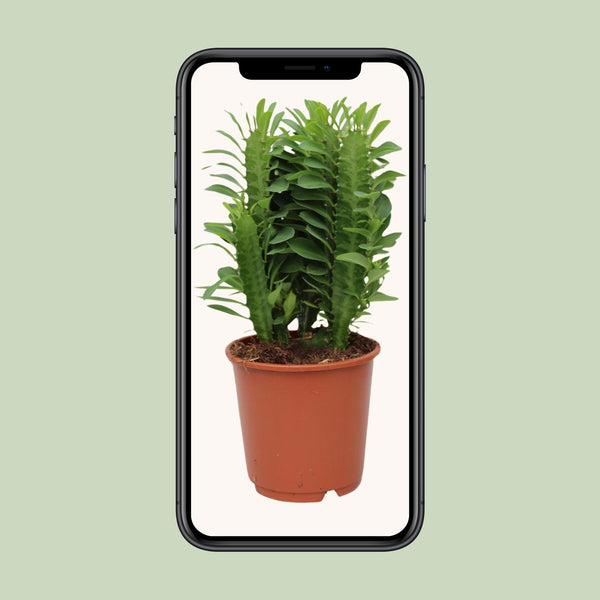 Wolfsmelk - Euphorbia trigona - Ø12cm - ↕40cm