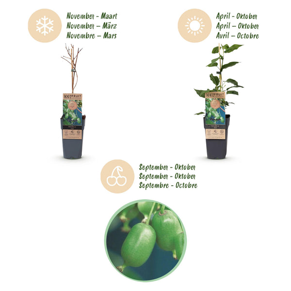 Kiwiplant - Actinidia arguta Issai - Ø15cm - ↕50cm