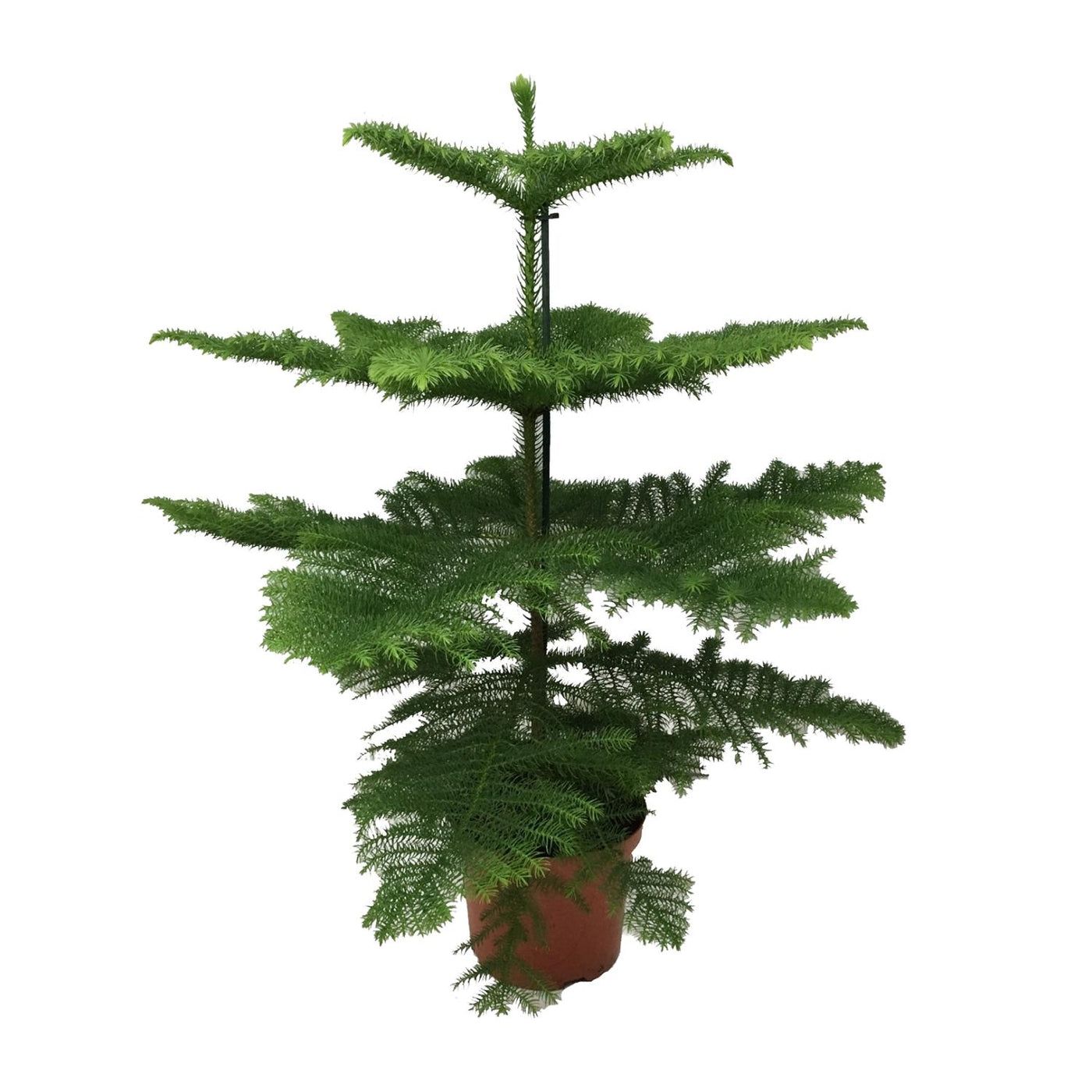Kamerden - Araucaria heterophylla - Ø21cm - ↕70cm