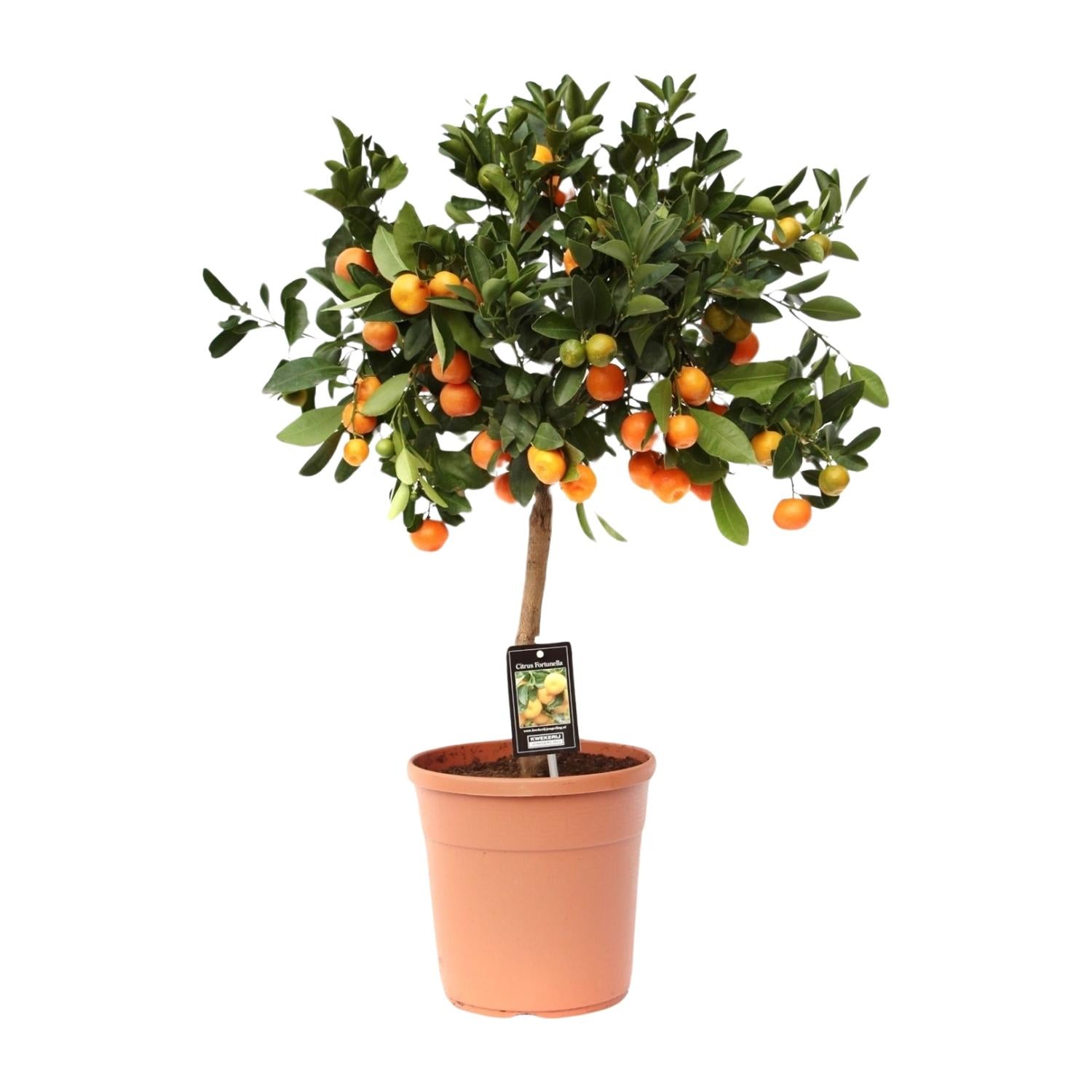 Calamondinplant - Citrus Calamondin - Ø22cm - ↕80cm