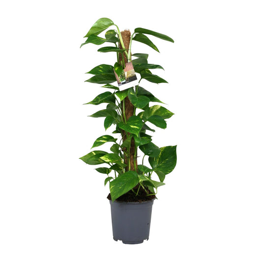 Pothos - Epipremnum aureum - Ø19cm - ↕80cm
