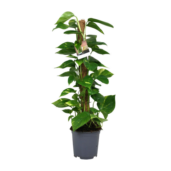 Pothos - Epipremnum aureum - Ø19cm - ↕80cm