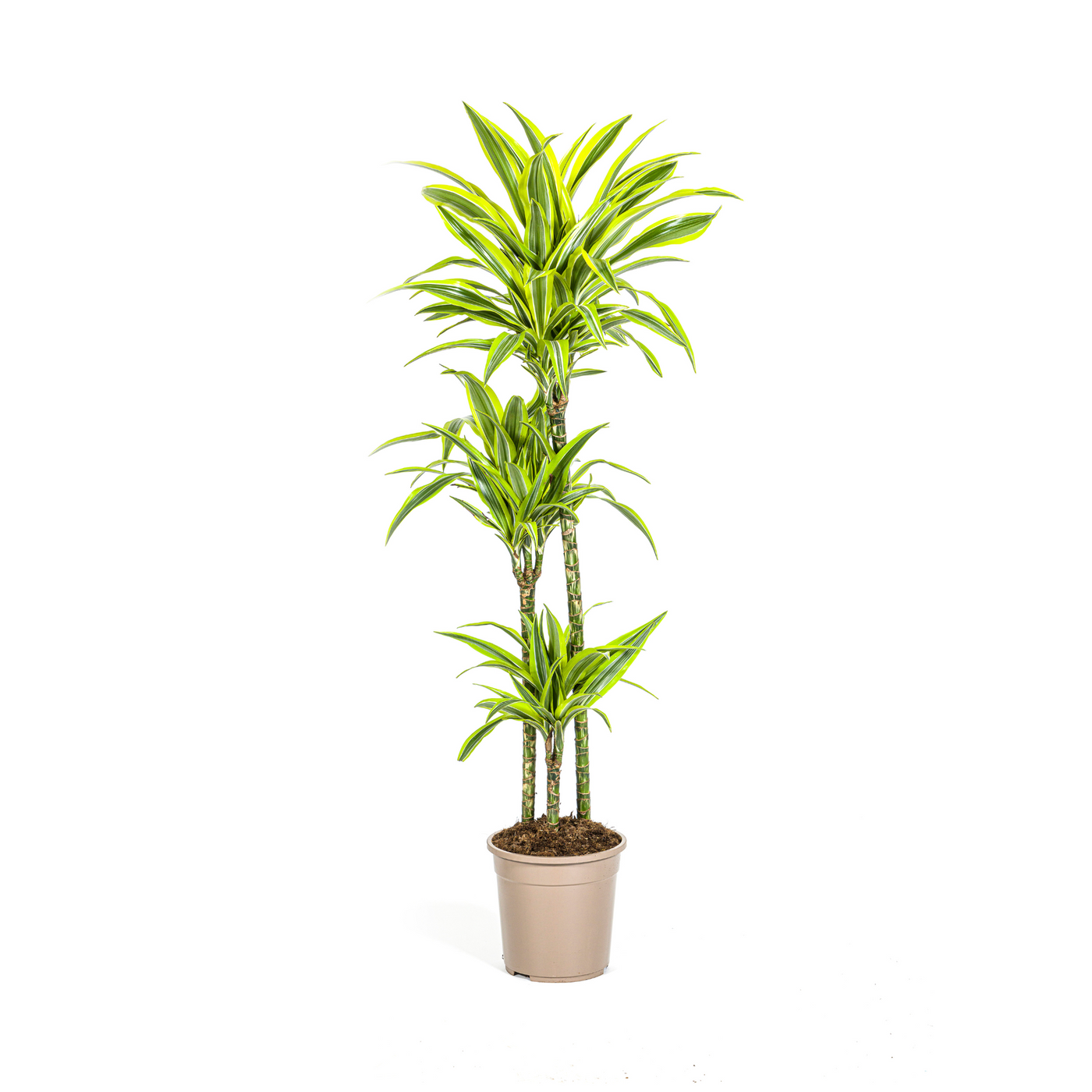 Drakenbloedboom - Dracaena deremensis 'Lemon Lime' - Ø24cm - ↕140cm