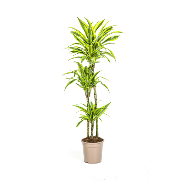 Drakenbloedboom - Dracaena deremensis 'Lemon Lime' - Ø24cm - ↕140cm