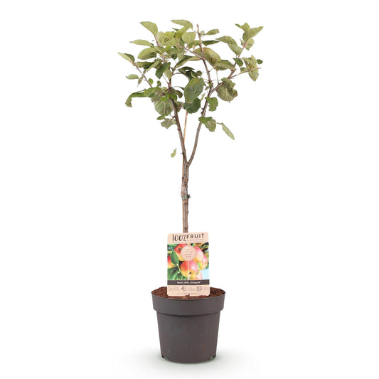 Appelboom - Malus domestica 'Jonagold' - Ø21cm - ↕90cm