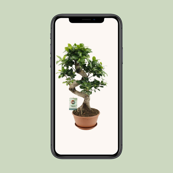 Vijgenboom - Ficus Ginseng - Ø22cm - ↕60cm