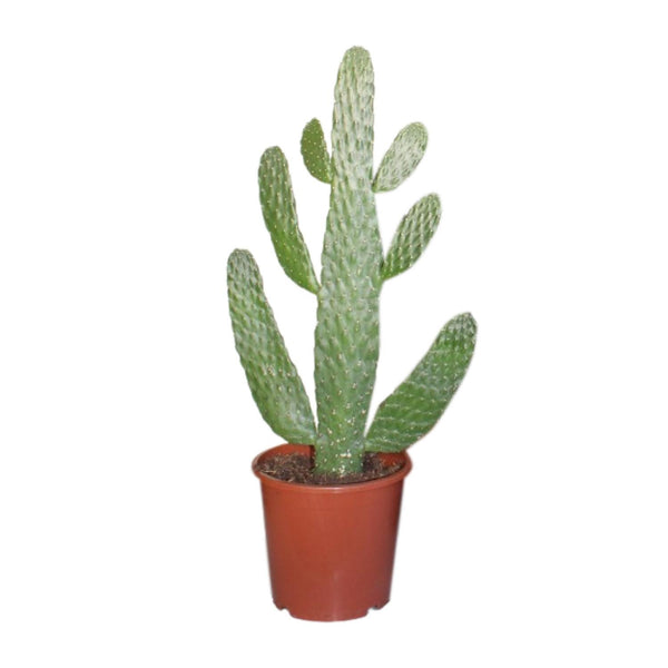 Schijfcactus - Opuntia consolea - Ø17cm - ↕40cm