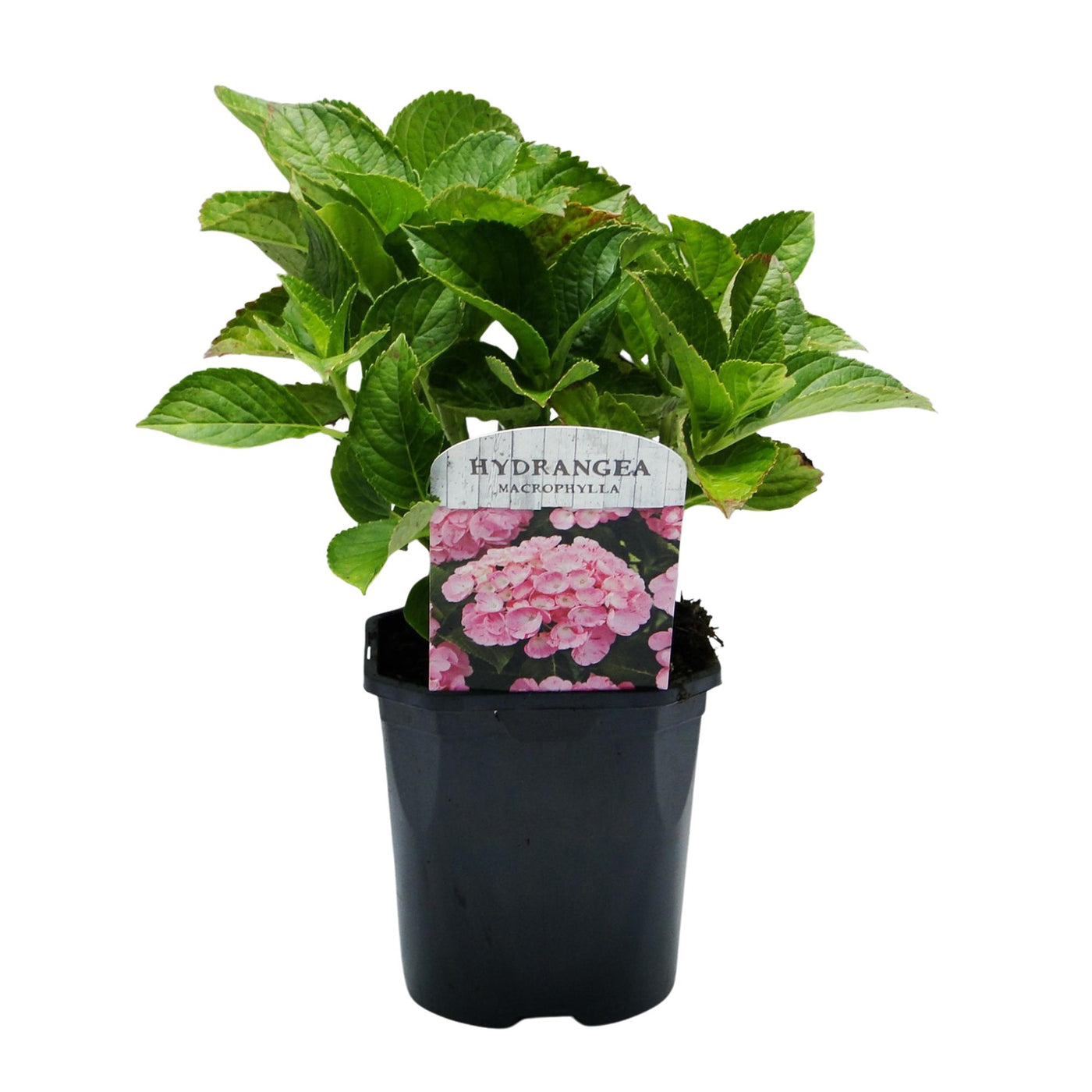 Hortensia - Hydrangea macrophylla Pink - roze - Ø17cm - ↕30cm