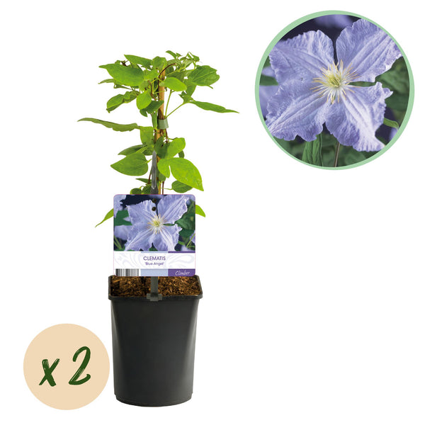 2x Bosrank - Clematis Blue Angel - licht blauw - Ø11cm - ↕40cm