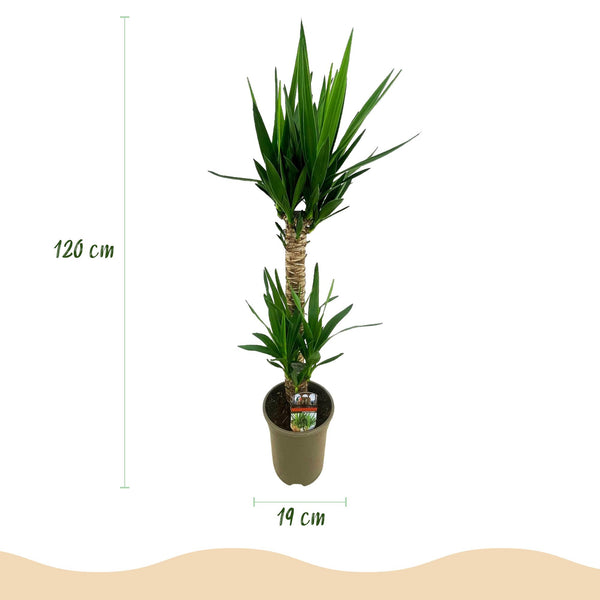 Palmlelie - Yucca elephantipes - Ø19cm - ↕95cm