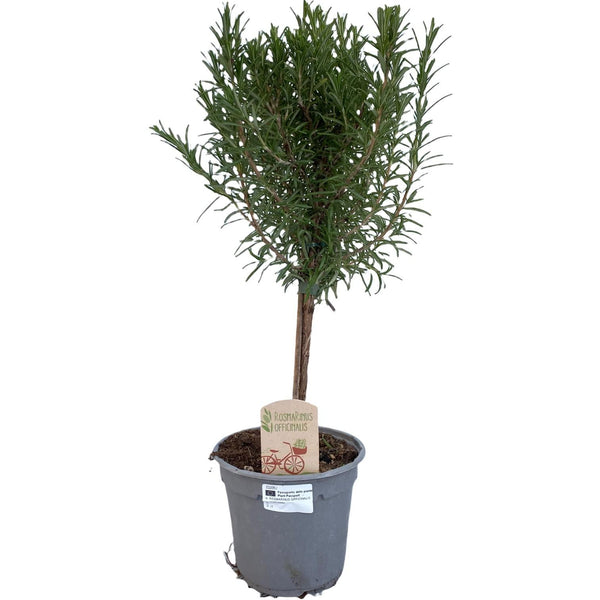 Rozemarijn op stam - Rosmarinus officinalis - Ø14cm - ↕45cm