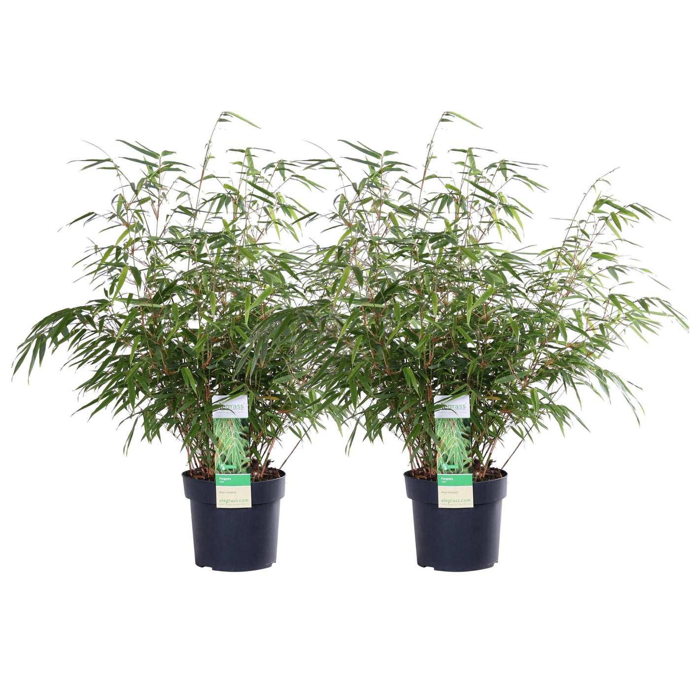 2x Bamboe - Fargesia rufa - Ø19cm - ↕60cm