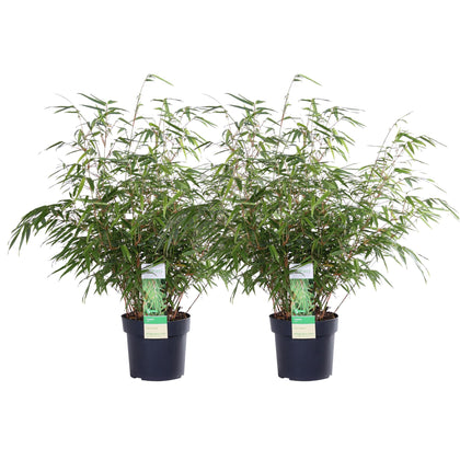 2x Bamboe - Fargesia rufa - Ø19cm - ↕60cm