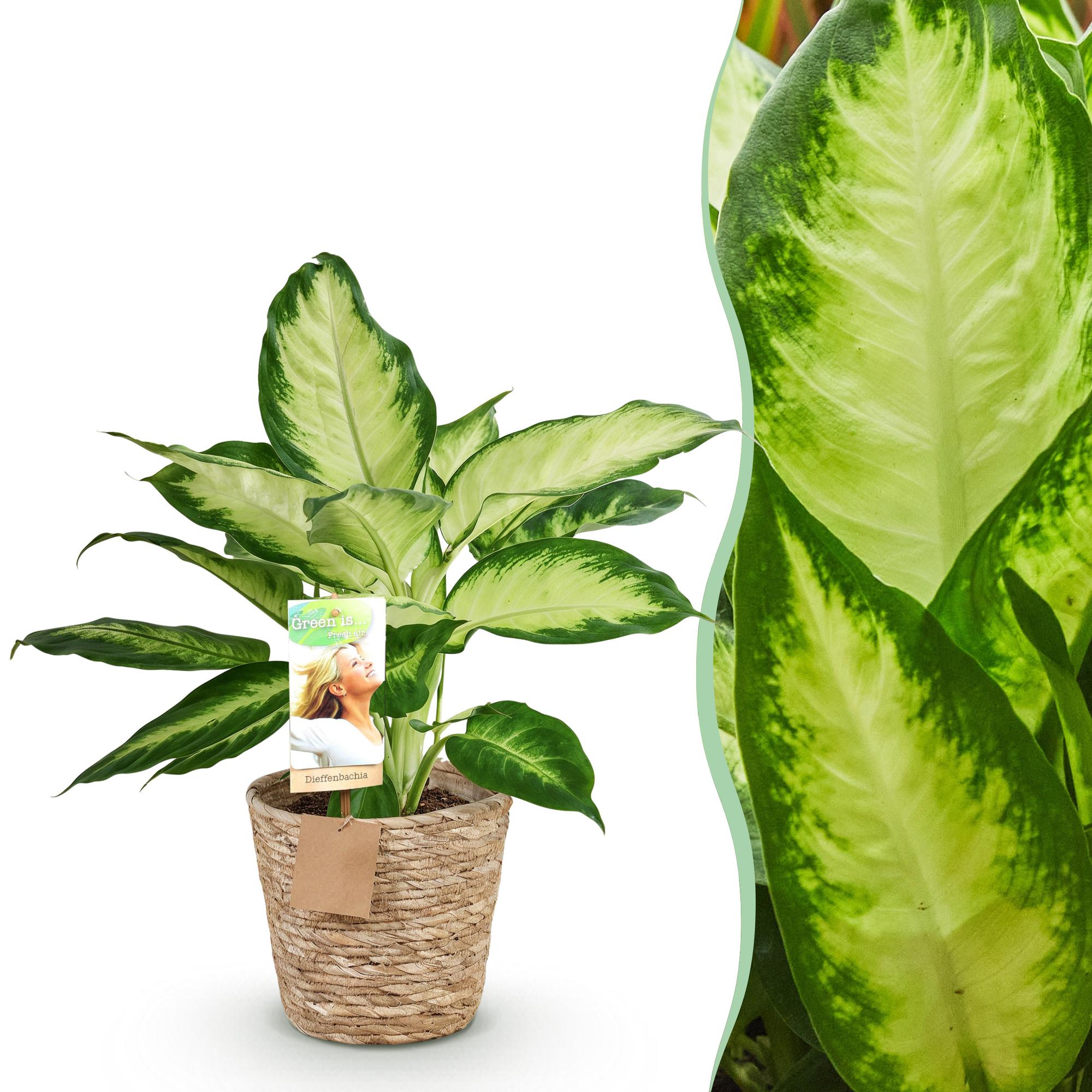 Dieffenbachia - Dieffenbachia Camilla - Ø17cm - ↕45-50cm