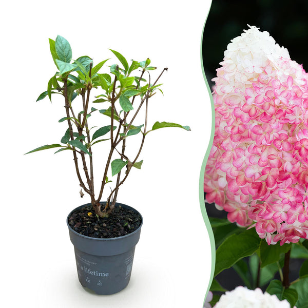 Pluimhortensia - Hydrangea paniculata 'Living Pink & Rose' - Ø12cm - ↕20-30cm