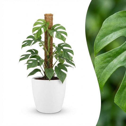 Mini Gatenplant - Monstera Minima Mosstok - Ø19cm - ↕90cm
