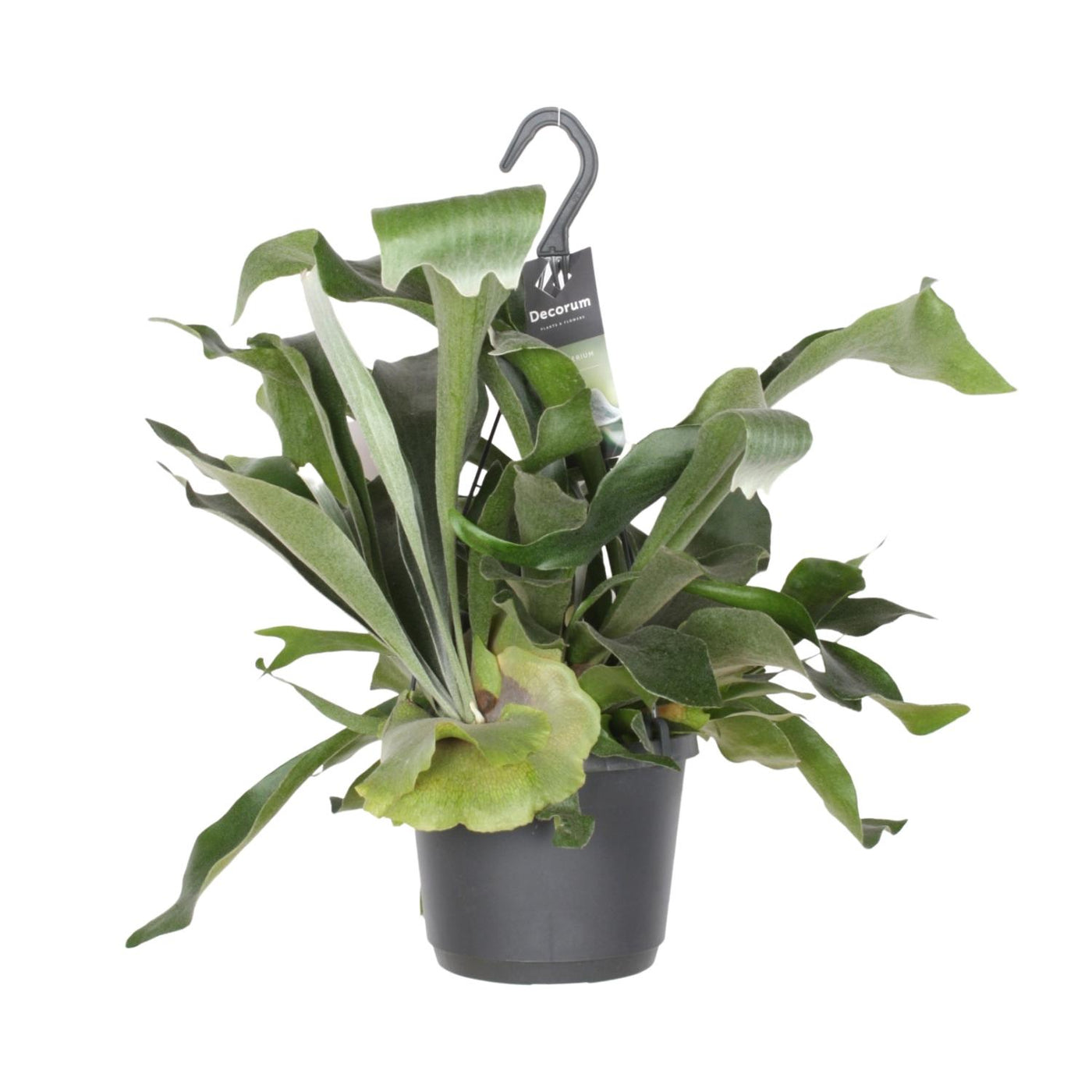 Hertshoornvaren - Platycerium bifurcatum - Ø17cm - ↕30cm