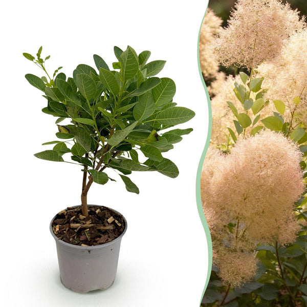 Pruikenboom - Cotinus coggygria Young Lady - Ø12cm - ↕35cm