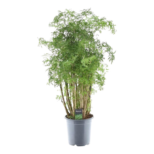 Polyscias Hawaiiana Ming - Ø24cm - ↕90cm
