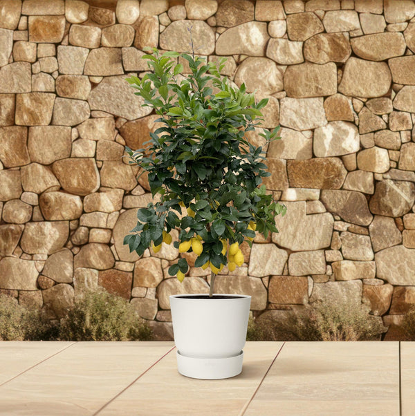 Citroenboom - Citrus Lemon - Ø40cm - ↕200cm