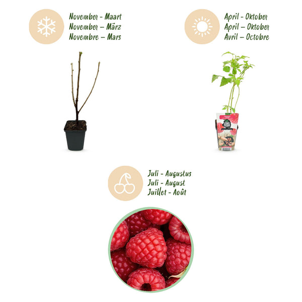 Frambozenplant - Rubus idaeus Ottawa - Ø9cm