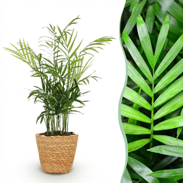 Bergpalm - Chamaedorea elegans - Ø12cm - ↕15cm
