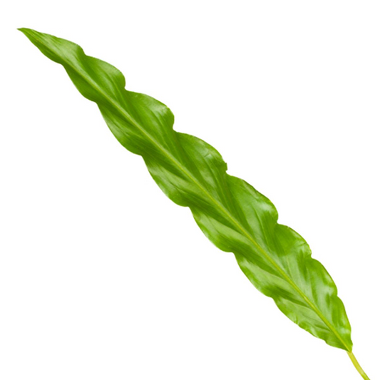 Calathea Bluegrass - Ø12cm - ↕35cm