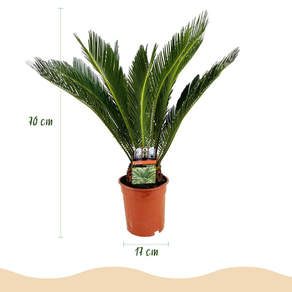 Cycas revoluta - Palmvaren - Ø17cm - ↕55-65cm
