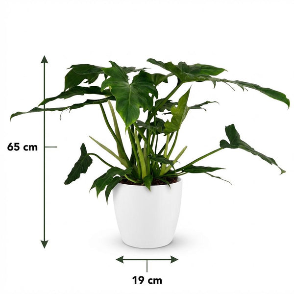 Philodendron Lacerum - Ø19cm - ↕65cm