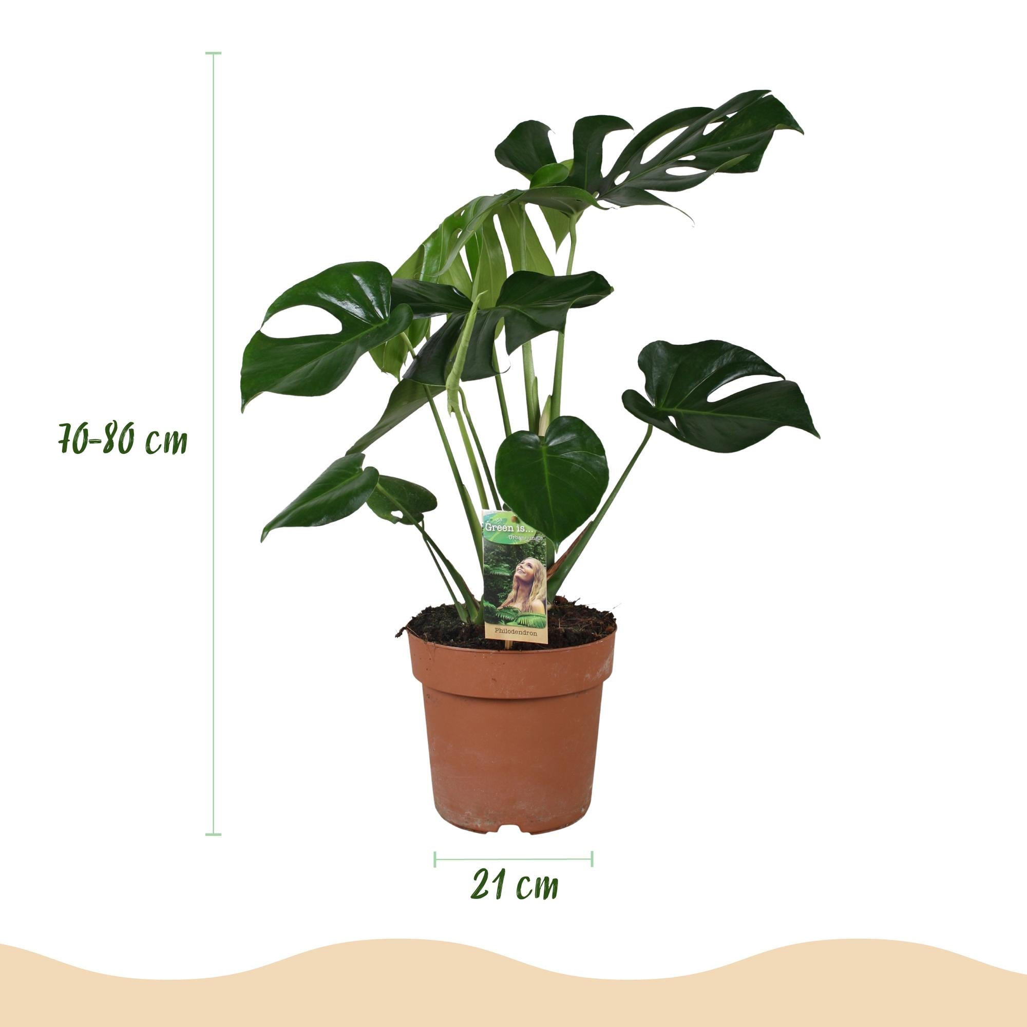 Monstera Deliciosa - Gatenplant - Ø21cm - ↕70-80cm