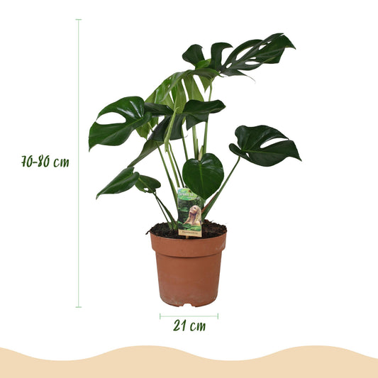 Monstera Deliciosa - Gatenplant - Ø21cm - ↕70-80cm