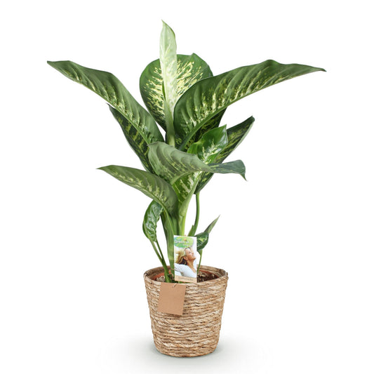 Dieffenbachia - Dieffenbachia Tropic Snow - Ø21cm - ↕90-100cm