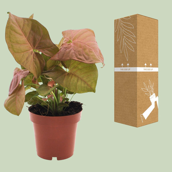 Pijlblad - Syngonium Neon - Ø12cm - ↕25cm