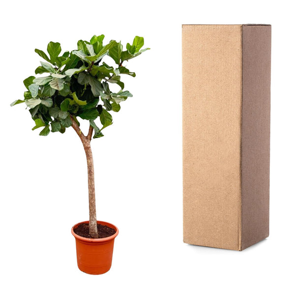 Vioolbladplant - Ficus lyrata XXXL - Ø40cm - ↕230cm