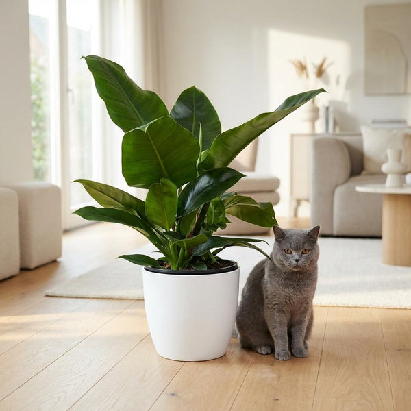 Philodendron Imperial Green - Ø19cm - ↕65cm