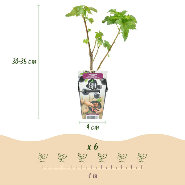 Zwarte bes - Ribes nigrum Titania - Ø9cm