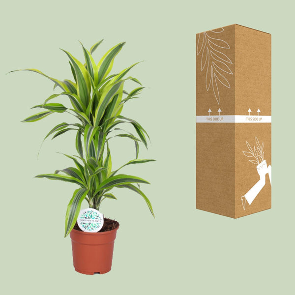 Drakenbloedboom - Dracaena Lemon Lime - Ø17cm - ↕65cm