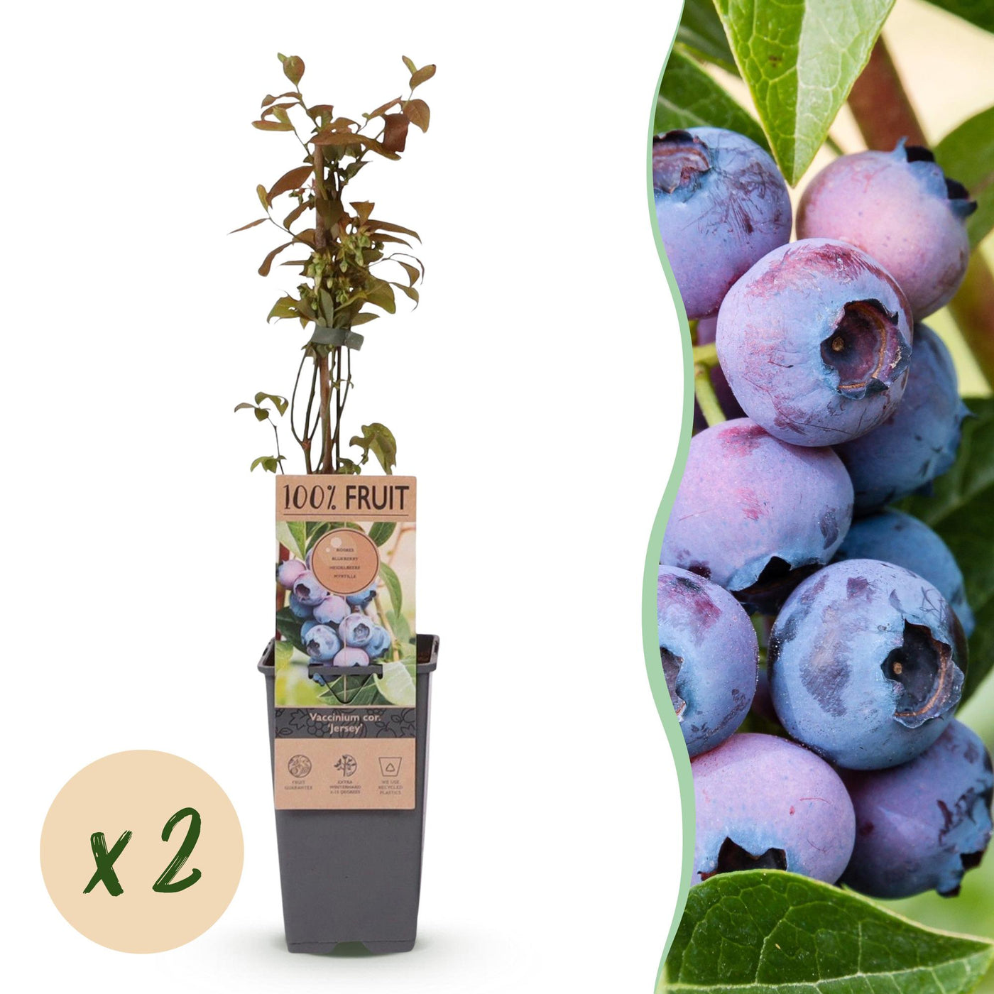 2x Blauwe bes - Vaccinium corymbosum Jersey - Ø15cm - ↕50cm