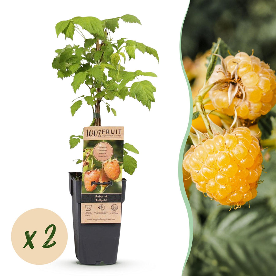 Frambozenplant - Rubus idaeus Fallgold - Ø15cm - ↕50cm