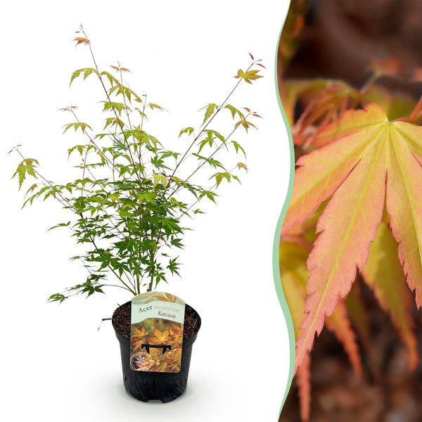 Japanse Esdoorn - Acer palmatum Katsura - Oranje - Ø19cm - ↕70cm